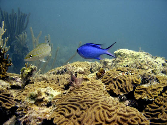 bluechromis.jpg